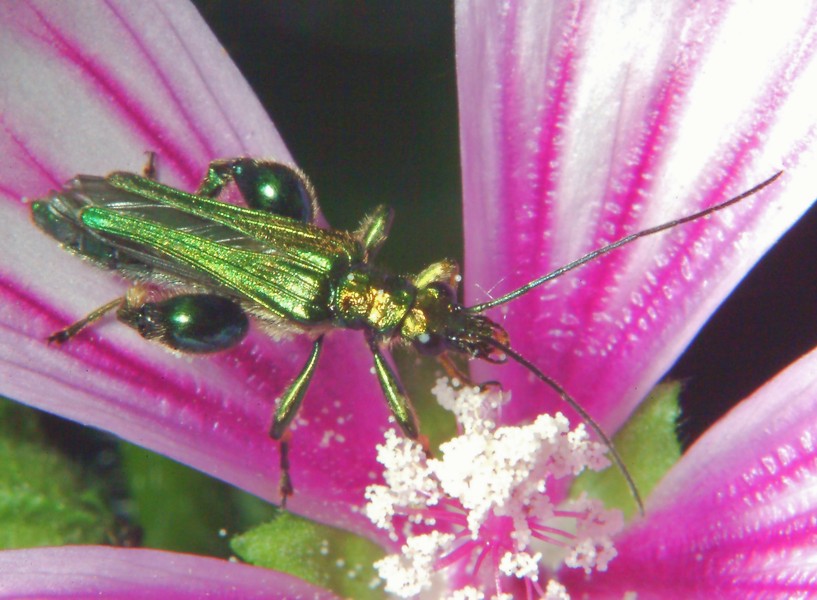 Macrofotografia (anche per micologi)